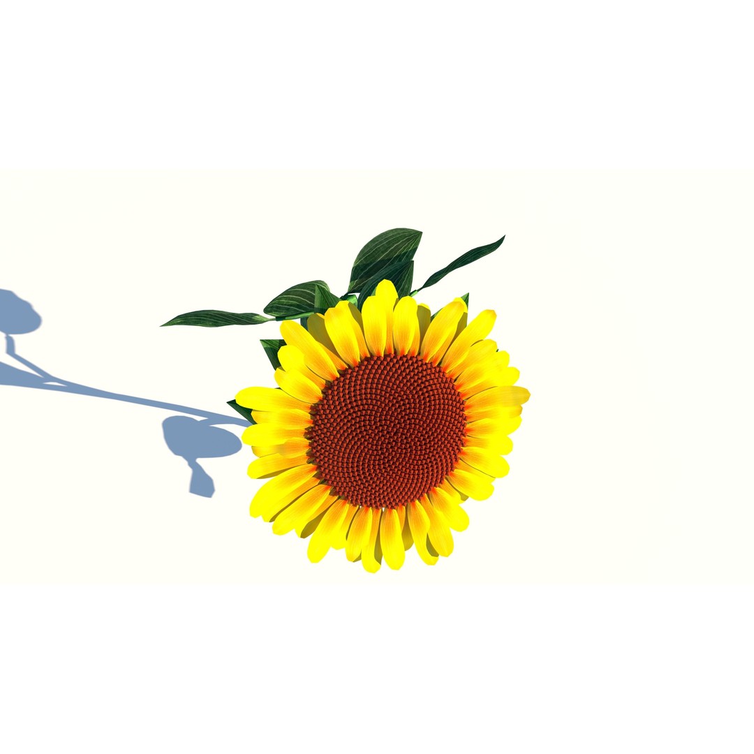 Sunflower 3D Model – Low Poly Game Asset, FBX & OBJ Formats - View 7