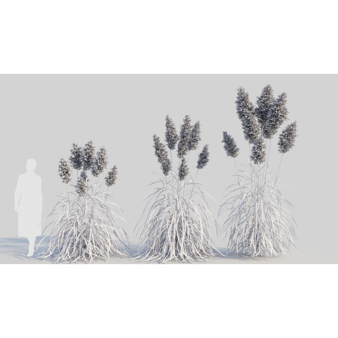 Cortaderia jubata 3D Model – High Poly Plant Asset, FBX, OBJ, Blender