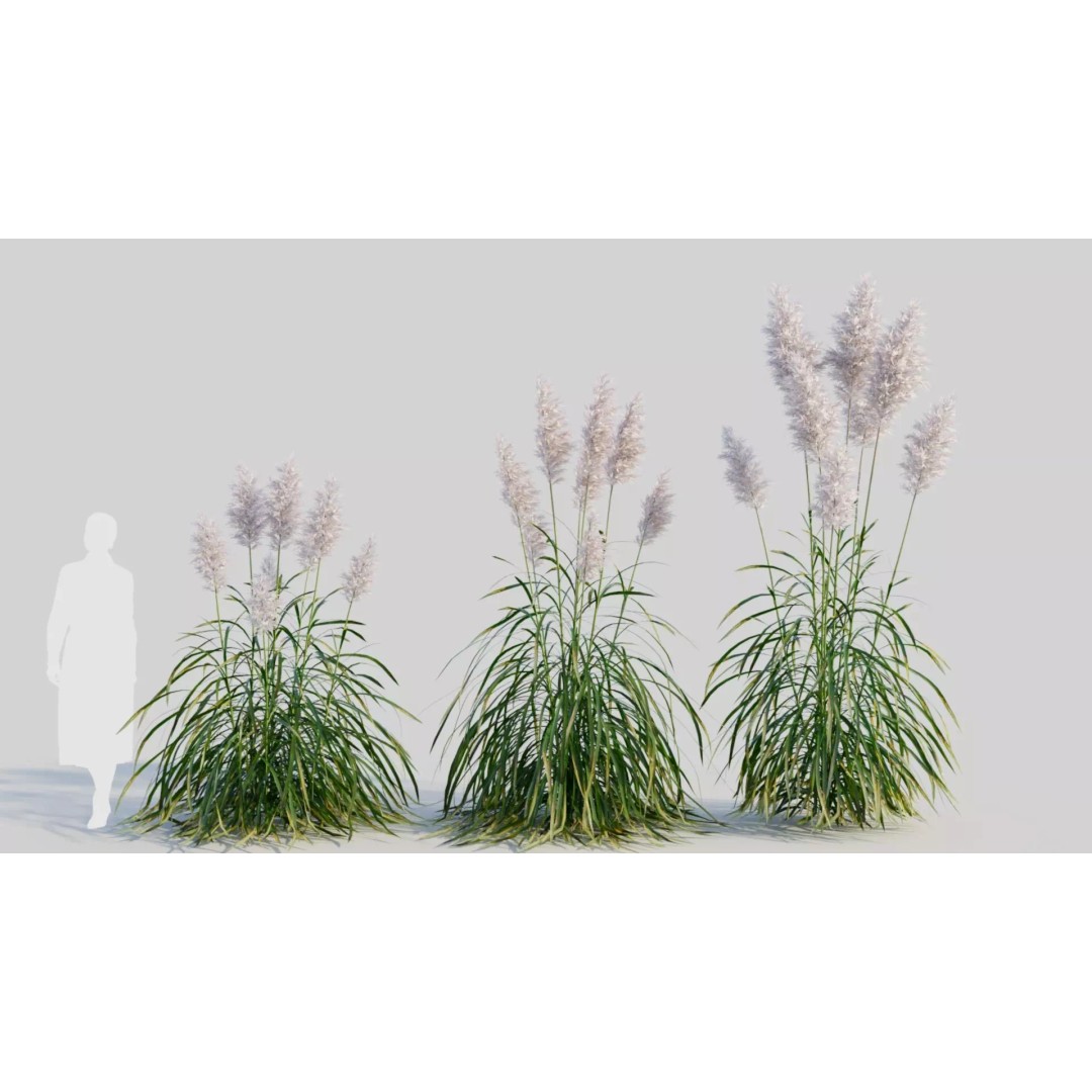 Cortaderia jubata 3D Model – High Poly Plant Asset, FBX, OBJ, Blender - View 2