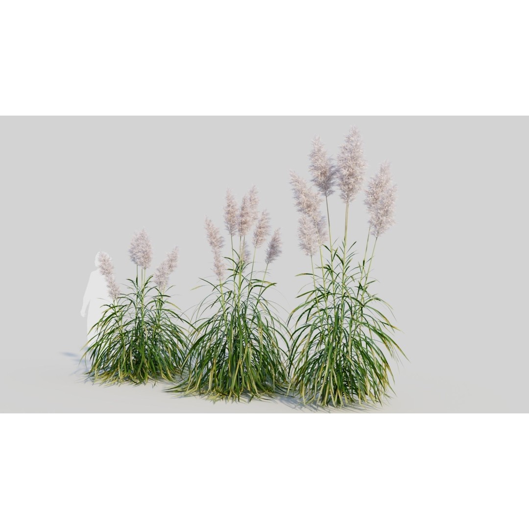 Cortaderia jubata 3D Model – High Poly Plant Asset, FBX, OBJ, Blender - View 3