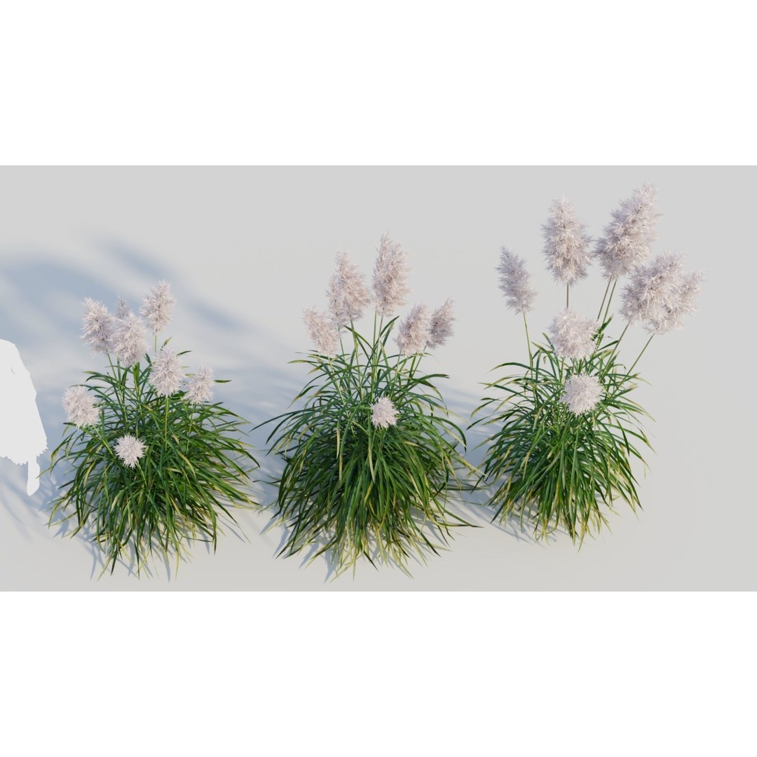 Cortaderia jubata 3D Model – High Poly Plant Asset, FBX, OBJ, Blender - View 4