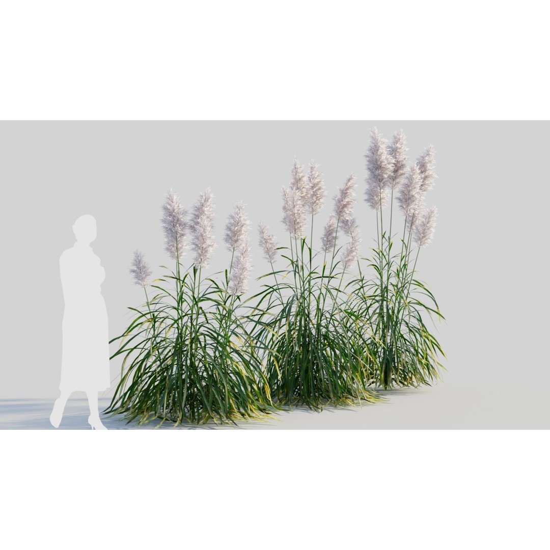 Cortaderia jubata 3D Model – High Poly Plant Asset, FBX, OBJ, Blender - View 5