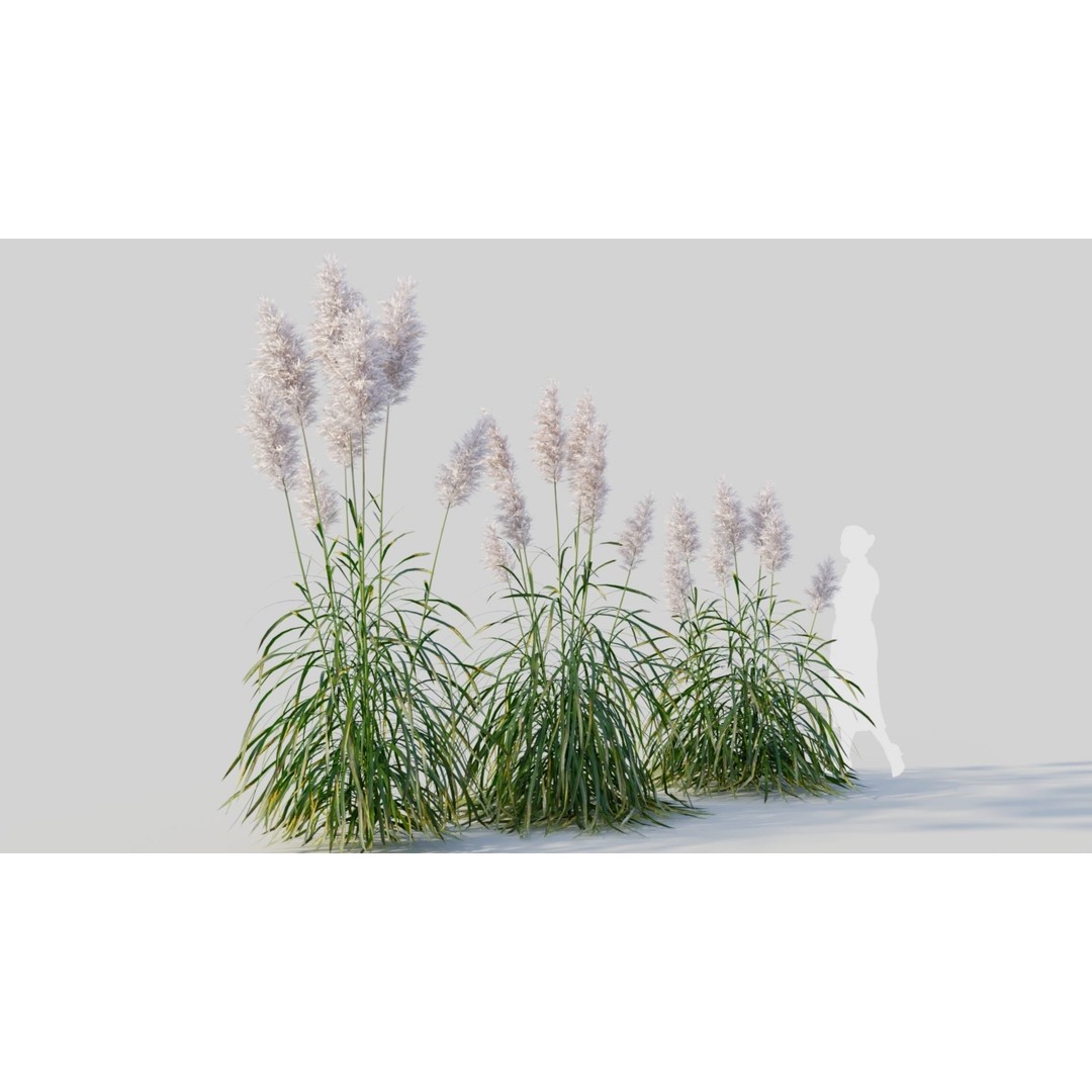 Cortaderia jubata 3D Model – High Poly Plant Asset, FBX, OBJ, Blender - View 6