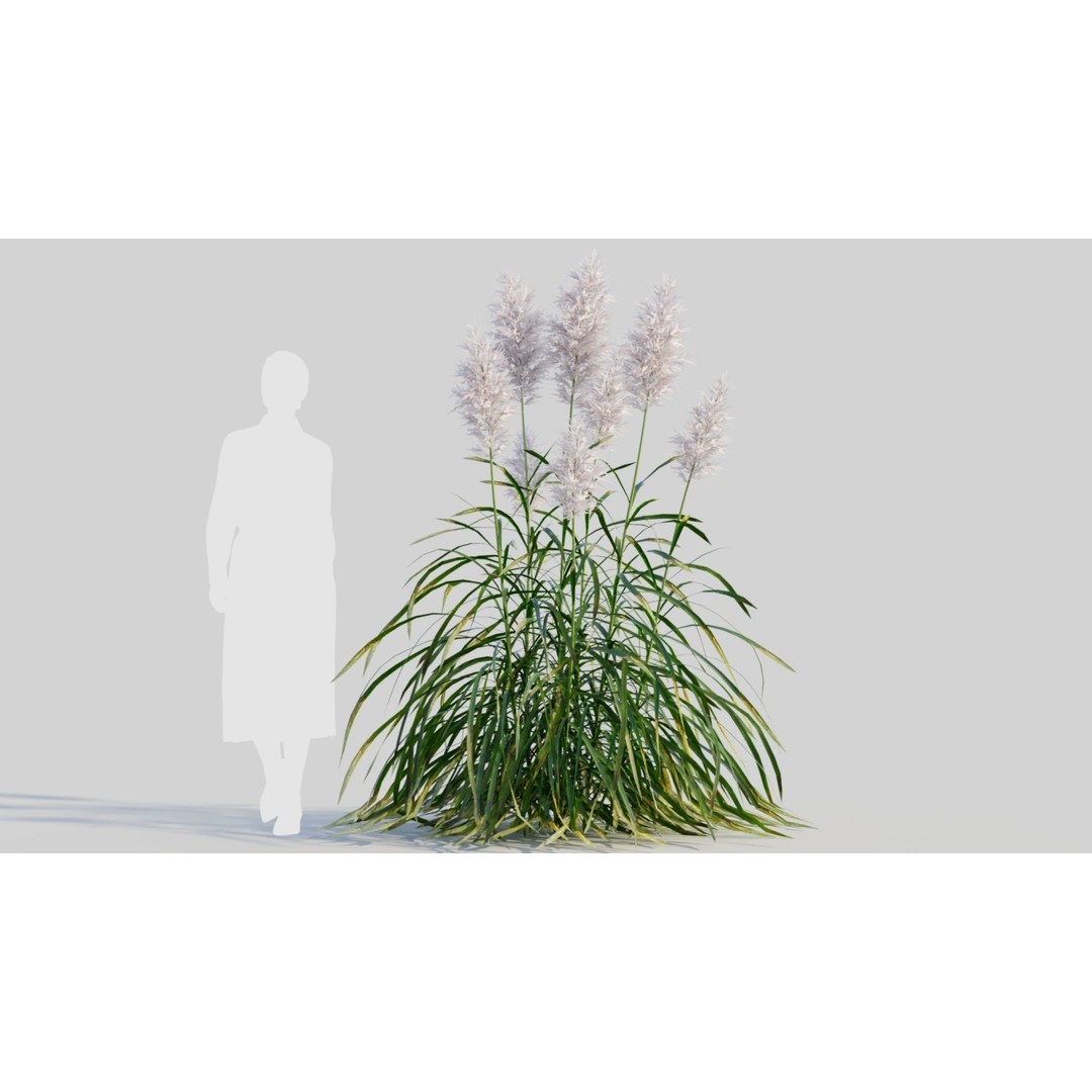 Cortaderia jubata 3D Model – High Poly Plant Asset, FBX, OBJ, Blender - View 7