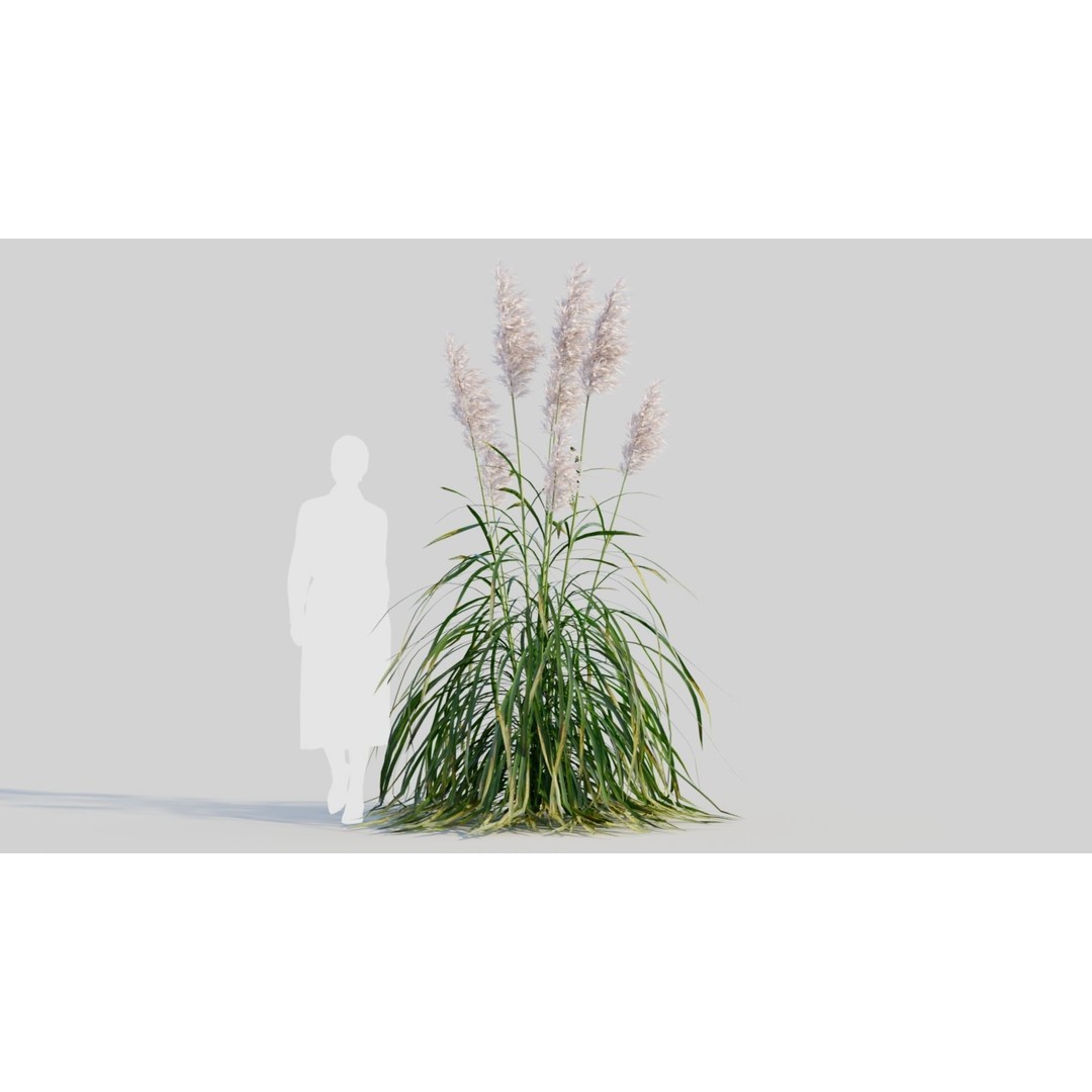 Cortaderia jubata 3D Model – High Poly Plant Asset, FBX, OBJ, Blender - View 8