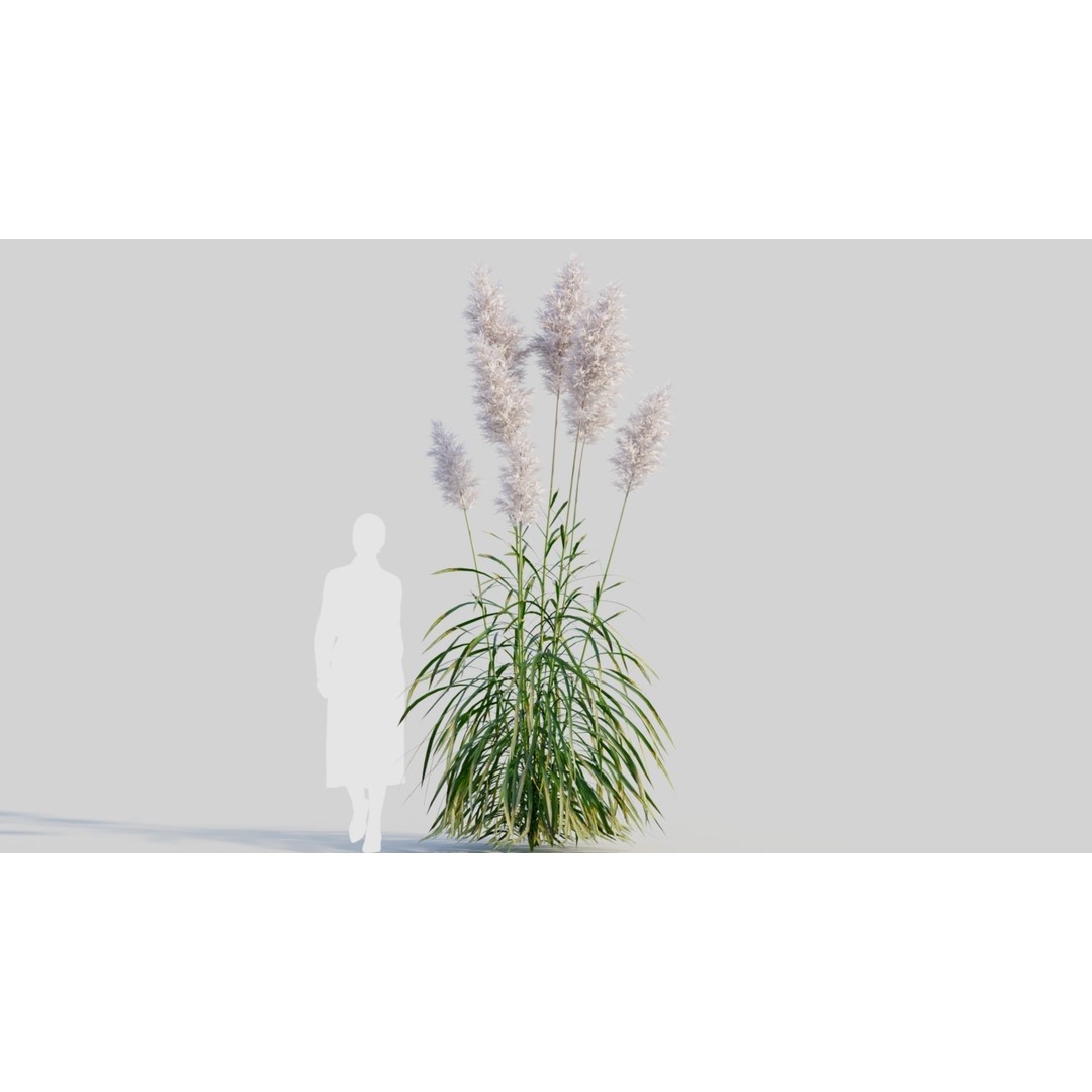 Cortaderia jubata 3D Model – High Poly Plant Asset, FBX, OBJ, Blender - View 9