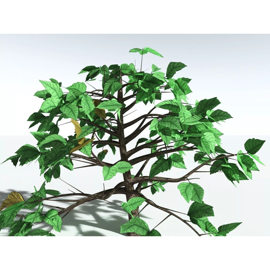 Western Poison Oak 3D Model – Low Poly Game Asset, FBX, PBR Textures - View 32