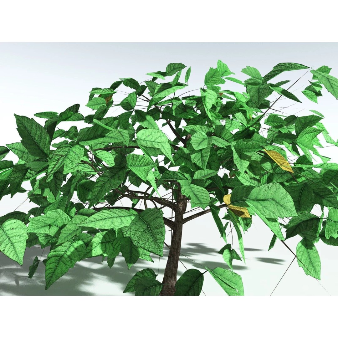 Western Poison Oak 3D Model – Low Poly Game Asset, FBX, PBR Textures - View 7