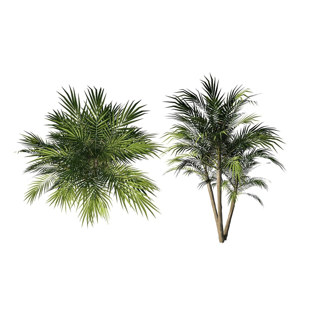 Tropical Plant 3D Model – Low Poly Game Asset, FBX & OBJ Formats - View 11
