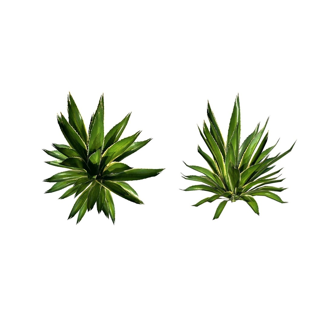 Tropical Plant 3D Model – Low Poly Game Asset, FBX & OBJ Formats - View 3