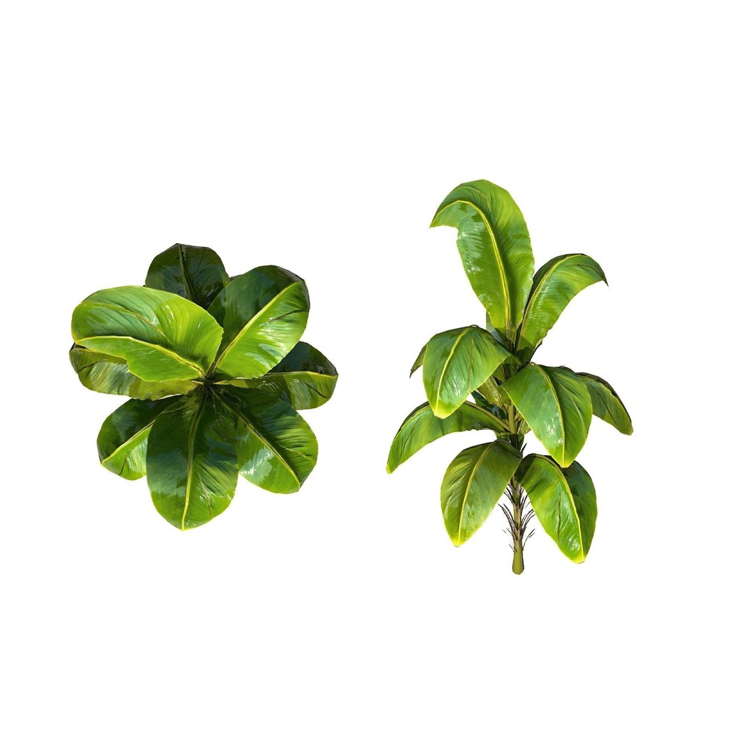 Tropical Plant 3D Model – Low Poly Game Asset, FBX & OBJ Formats - View 5