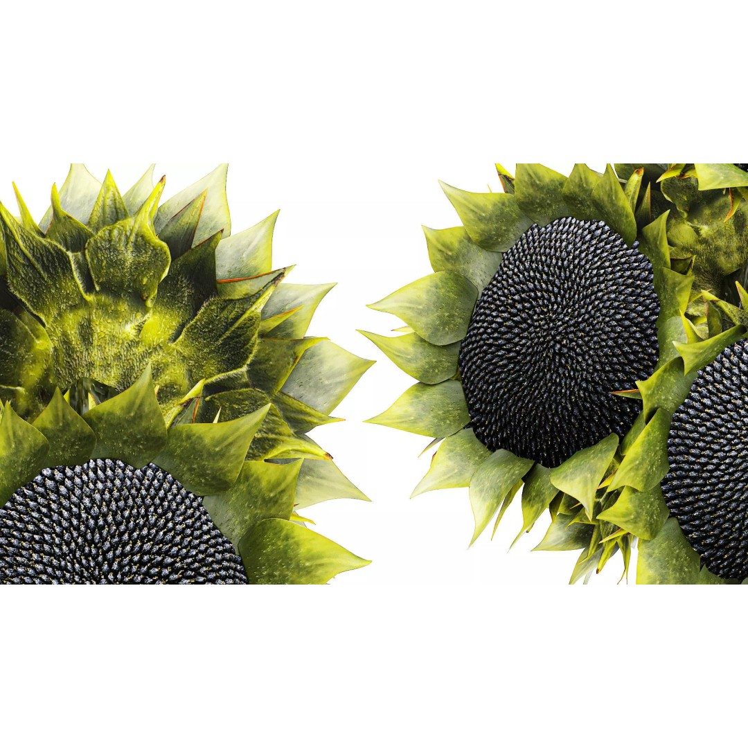 Sunflower Bouquet 3D Model – Modern Ceramic Vase Decor, FBX - View 6