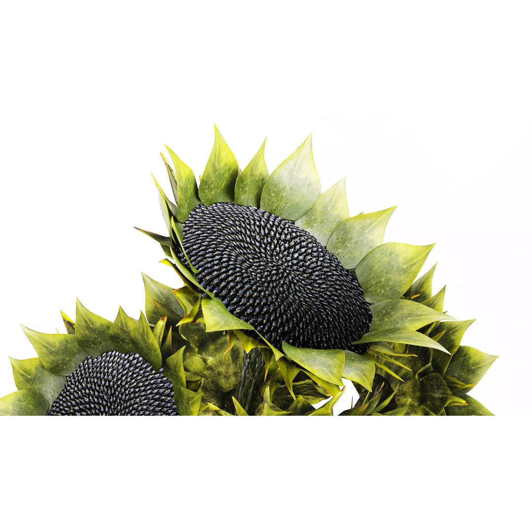 Sunflower Bouquet 3D Model – Modern Ceramic Vase Decor, FBX - View 7