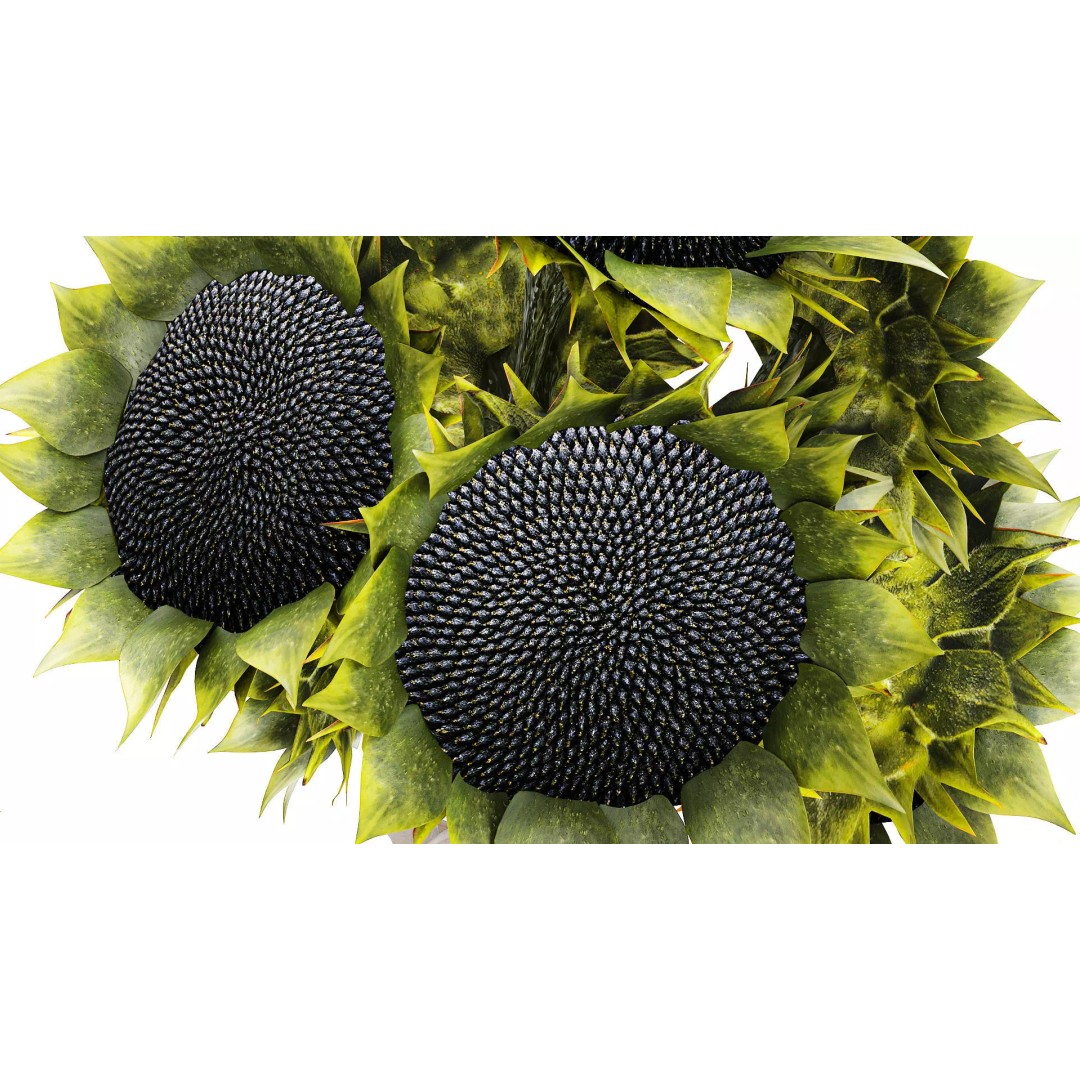 Sunflower Bouquet 3D Model – Modern Ceramic Vase Decor, FBX - View 8