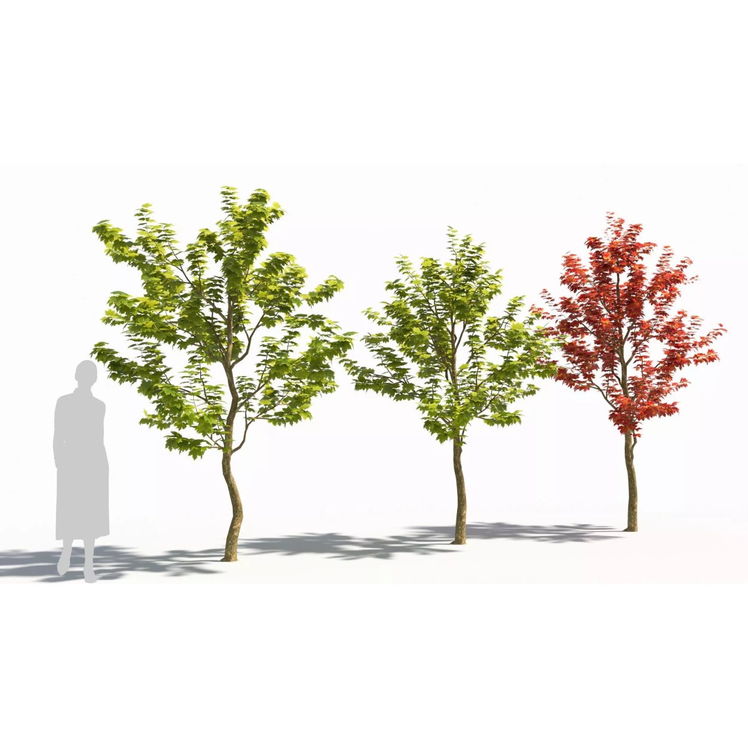 Sugar Maple Tree 3D Model – High Poly Game Asset, FBX, OBJ - View 2