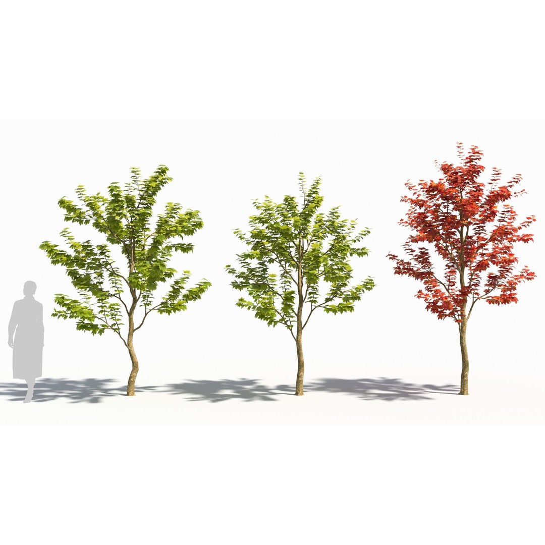 Sugar Maple Tree 3D Model – High Poly Game Asset, FBX, OBJ - View 3