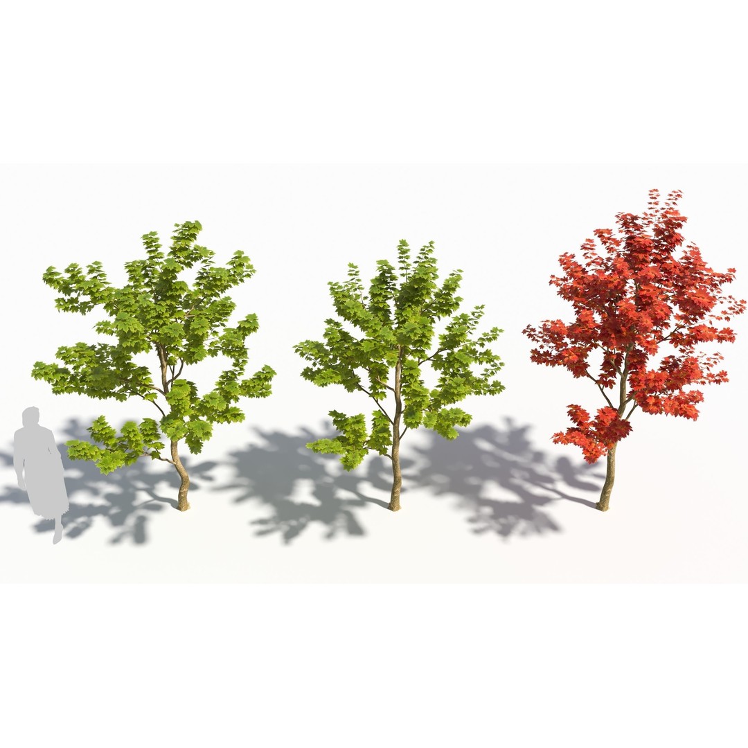 Sugar Maple Tree 3D Model – High Poly Game Asset, FBX, OBJ - View 4