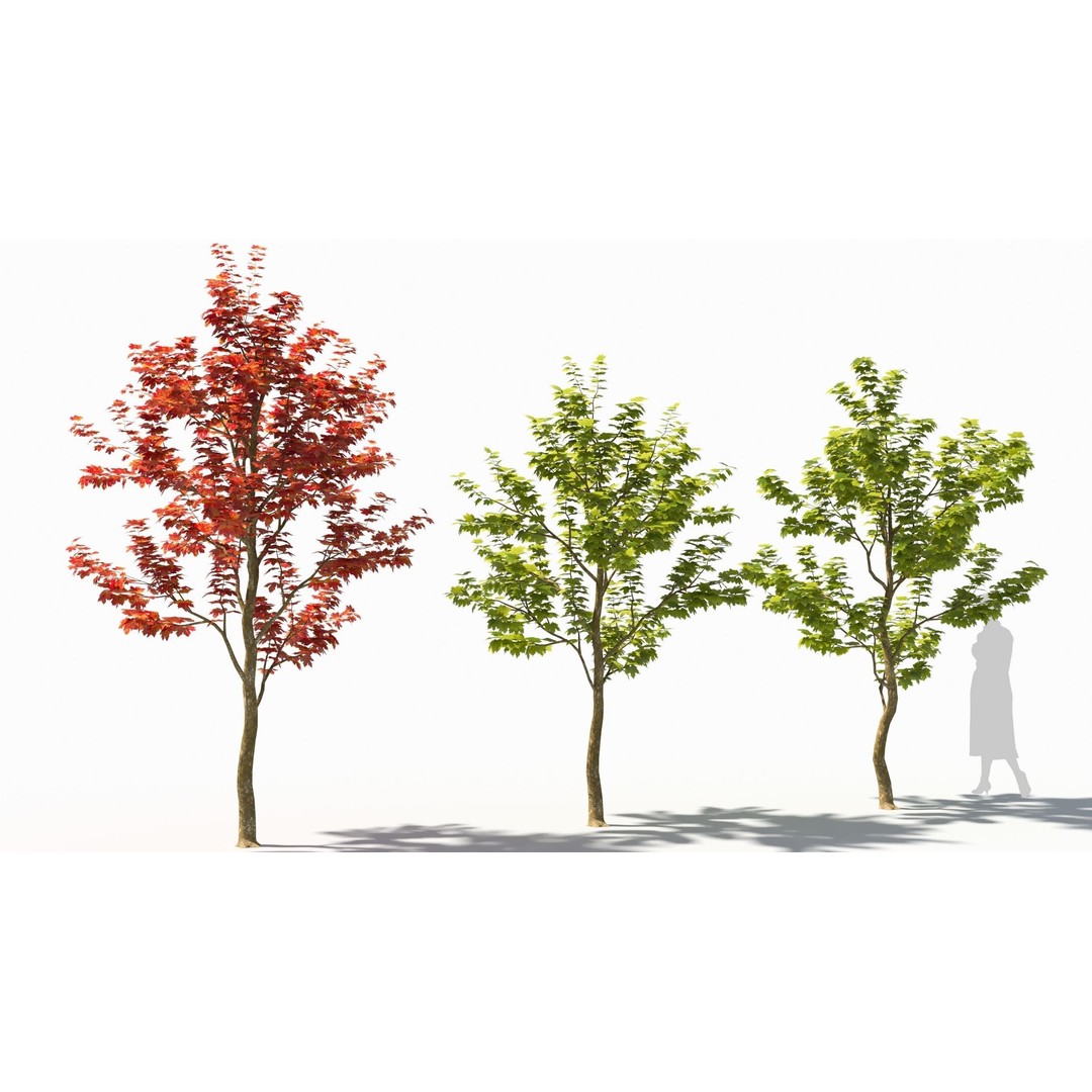 Sugar Maple Tree 3D Model – High Poly Game Asset, FBX, OBJ - View 5