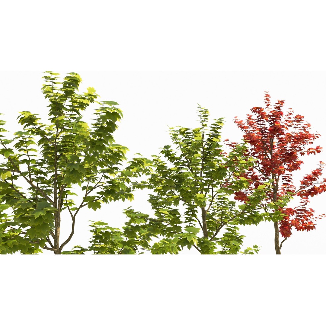Sugar Maple Tree 3D Model – High Poly Game Asset, FBX, OBJ - View 6