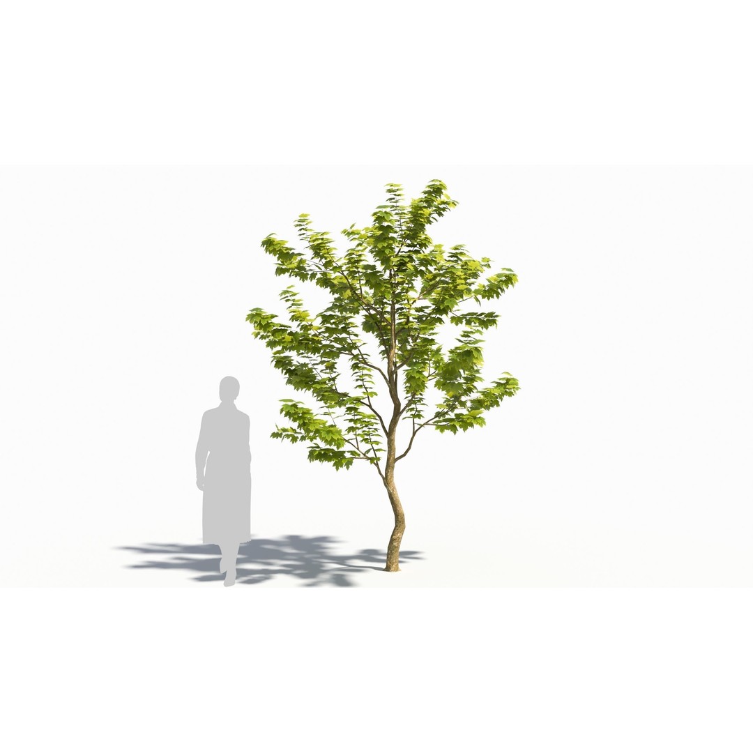 Sugar Maple Tree 3D Model – High Poly Game Asset, FBX, OBJ - View 7