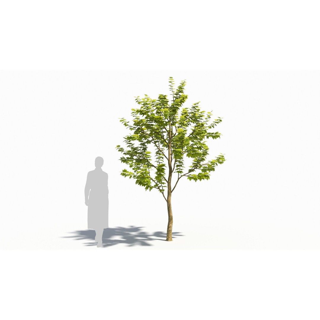 Sugar Maple Tree 3D Model – High Poly Game Asset, FBX, OBJ - View 8