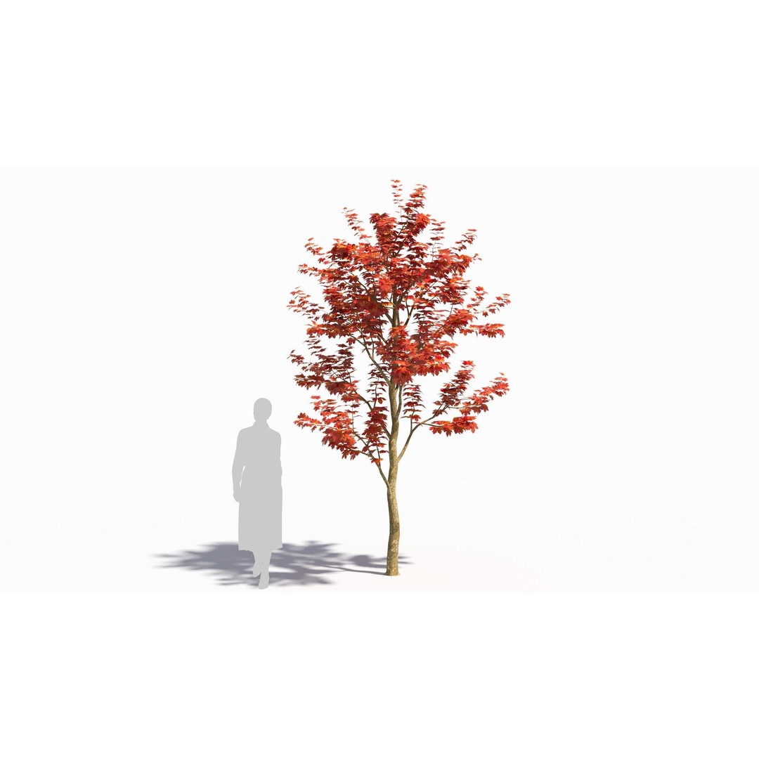 Sugar Maple Tree 3D Model – High Poly Game Asset, FBX, OBJ - View 9