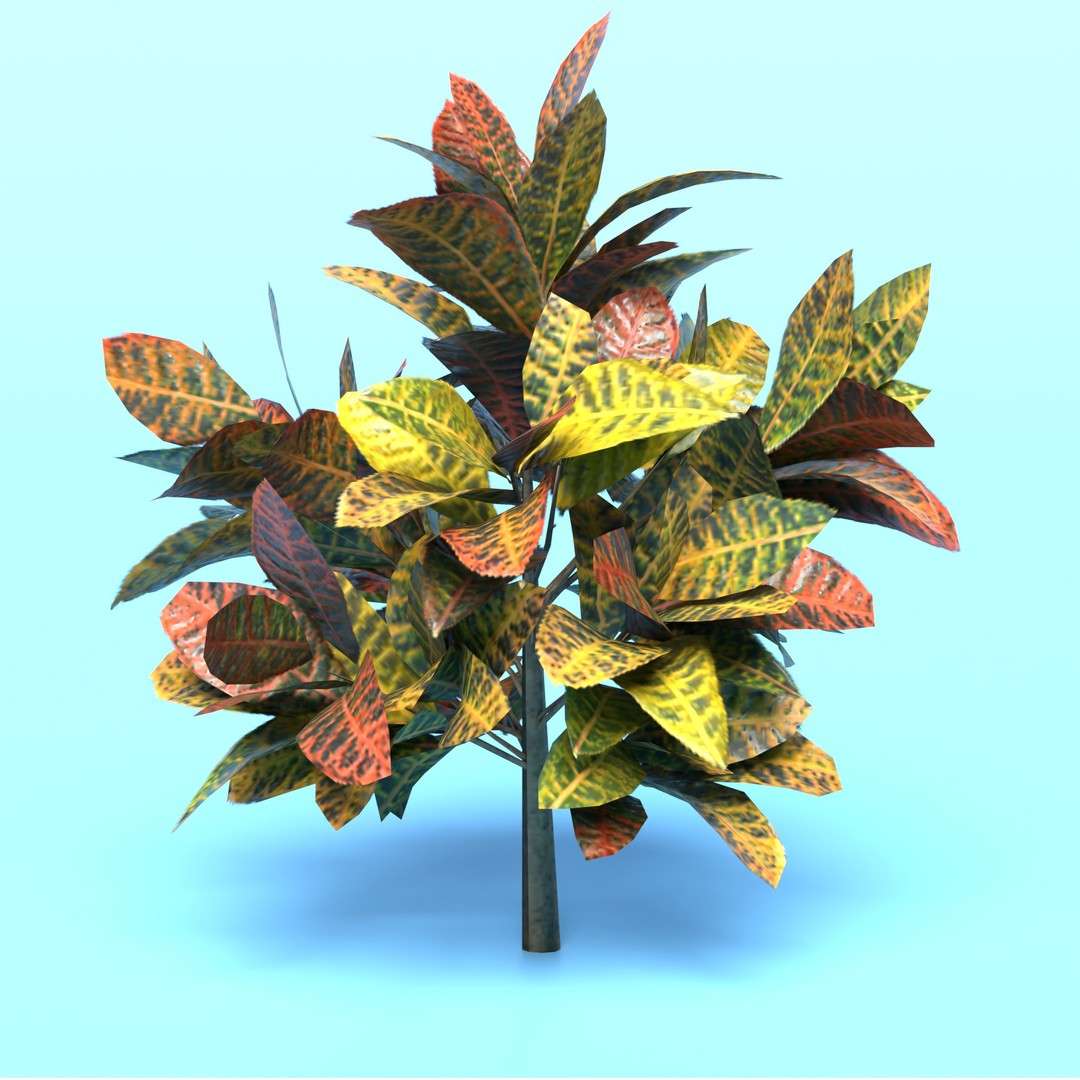Codiaeum Variegatum 3D Model – Low Poly PBR Plant for Archviz - View 10