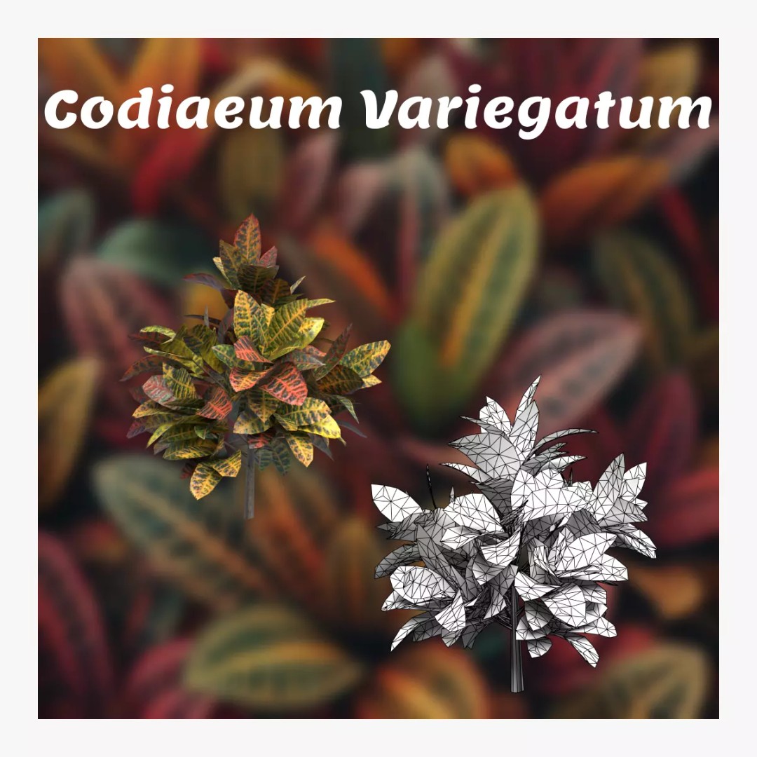Codiaeum Variegatum 3D Model – Low Poly PBR Plant for Archviz - View 2