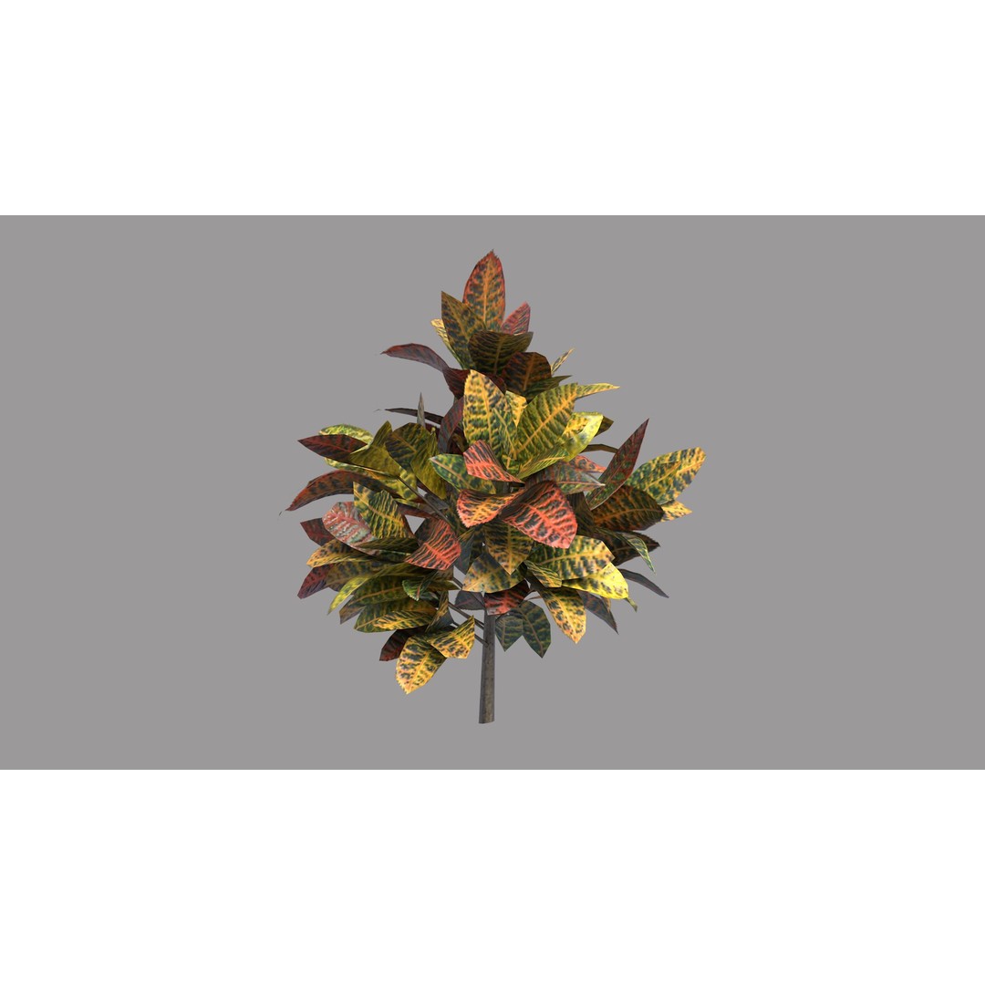 Codiaeum Variegatum 3D Model – Low Poly PBR Plant for Archviz - View 3