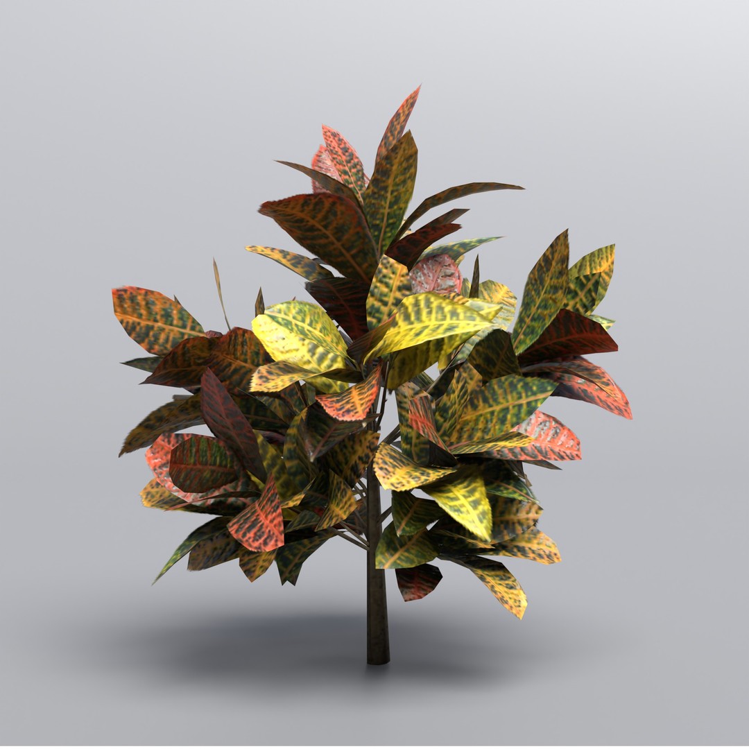 Codiaeum Variegatum 3D Model – Low Poly PBR Plant for Archviz - View 4