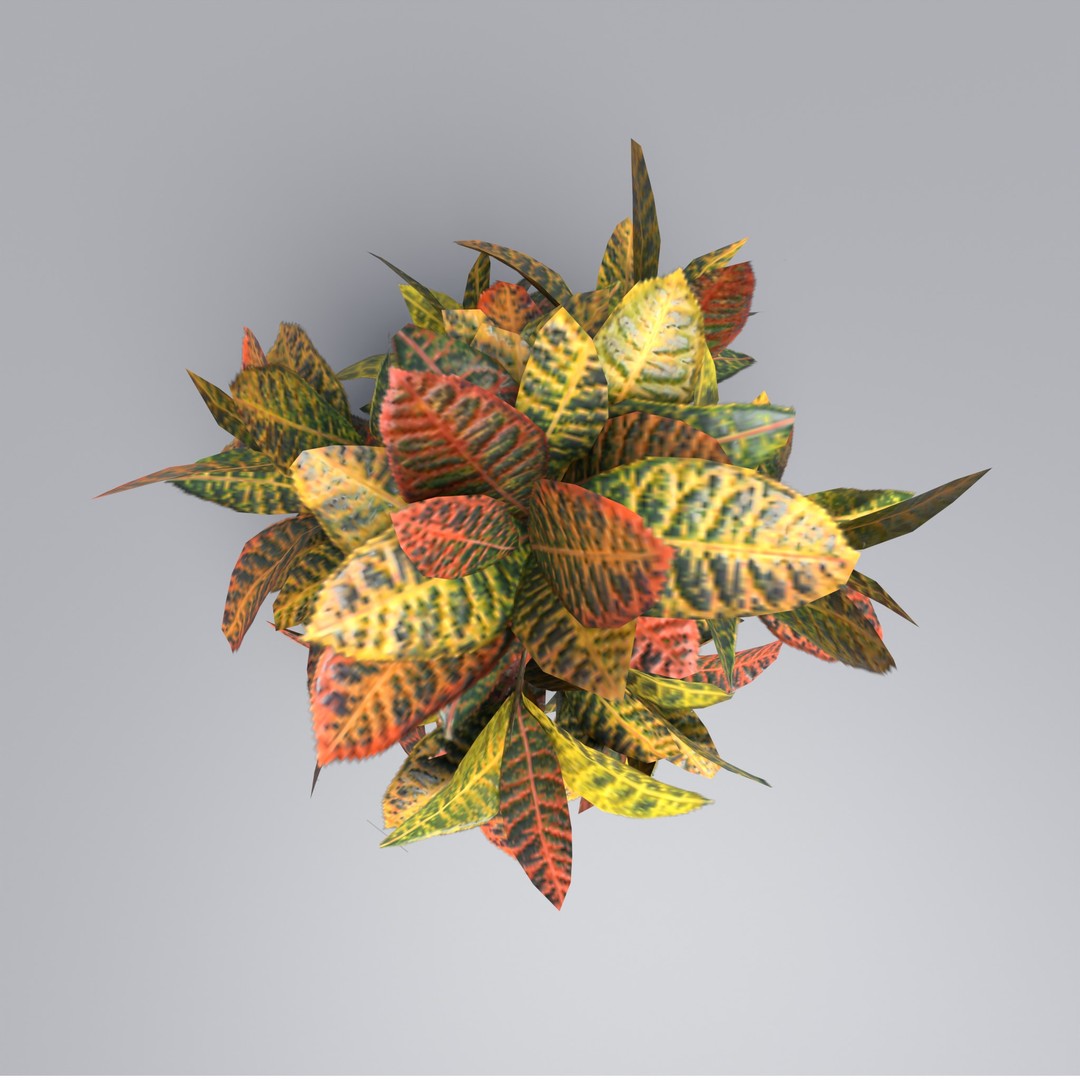 Codiaeum Variegatum 3D Model – Low Poly PBR Plant for Archviz - View 6