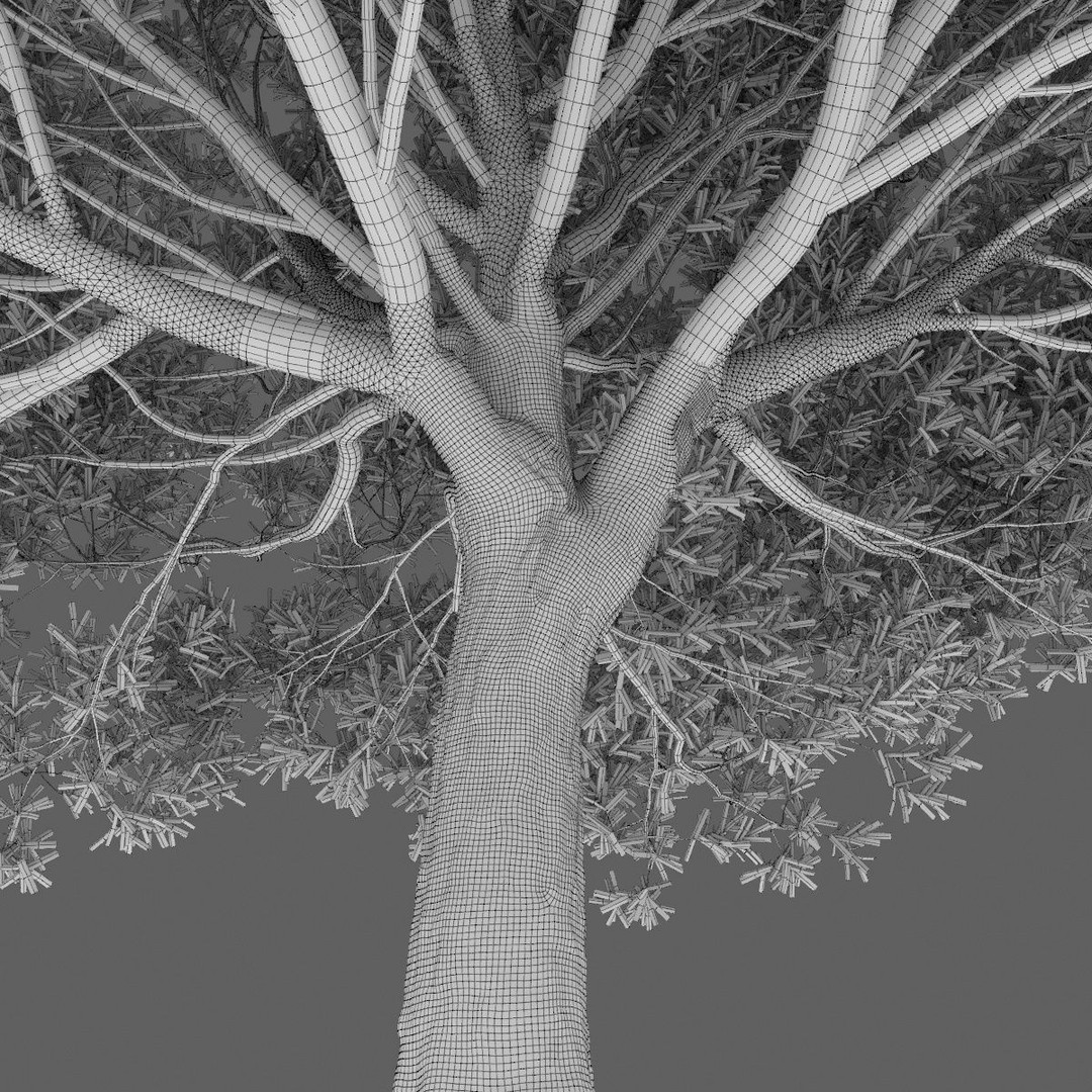 Salix Fragilis 3D Model – High Poly Tree Asset with UV Mapping