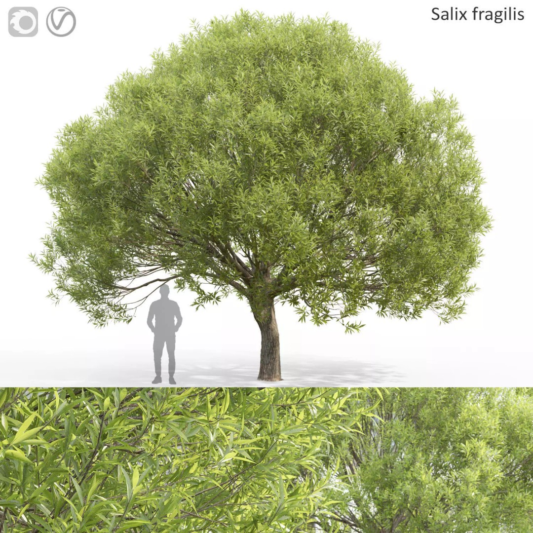 Salix Fragilis 3D Model – High Poly Tree Asset with UV Mapping - View 2