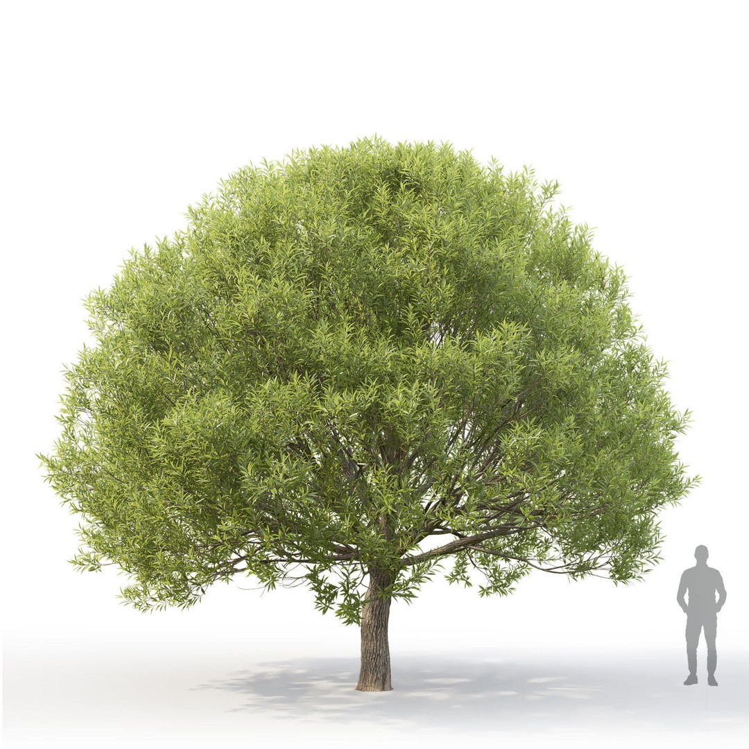 Salix Fragilis 3D Model – High Poly Tree Asset with UV Mapping - View 3