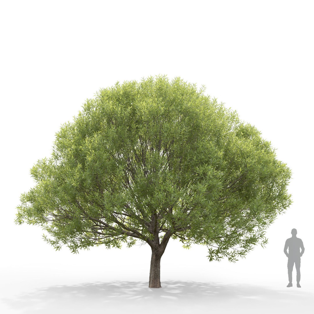 Salix Fragilis 3D Model – High Poly Tree Asset with UV Mapping - View 4
