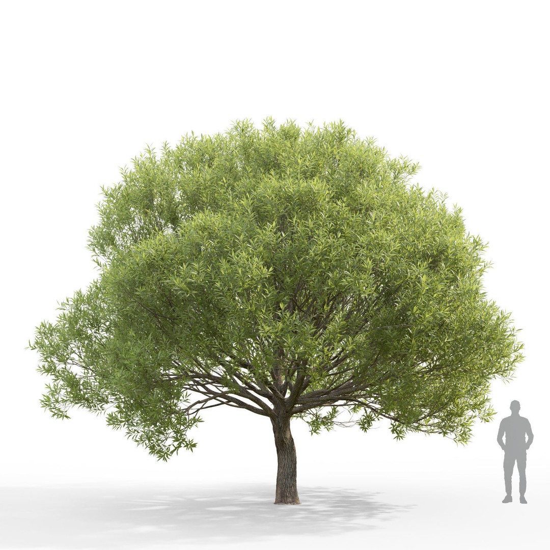 Salix Fragilis 3D Model – High Poly Tree Asset with UV Mapping - View 5