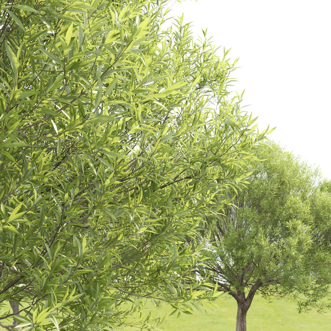Salix Fragilis 3D Model – High Poly Tree Asset with UV Mapping - View 6