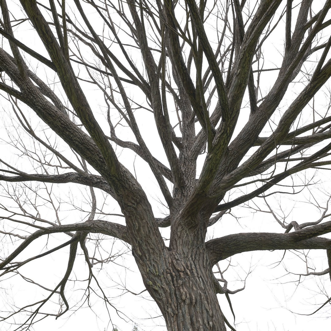 Salix Fragilis 3D Model – High Poly Tree Asset with UV Mapping - View 7