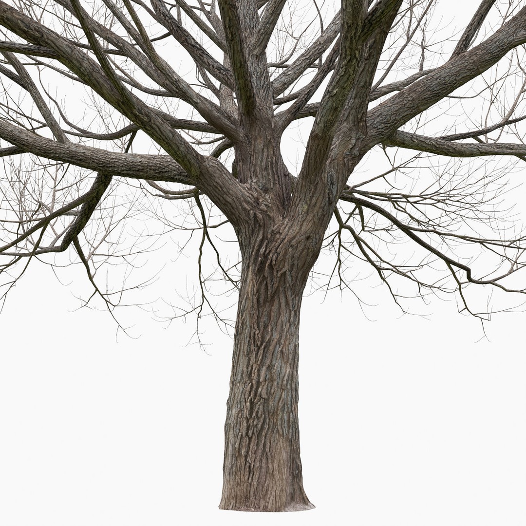 Salix Fragilis 3D Model – High Poly Tree Asset with UV Mapping - View 8