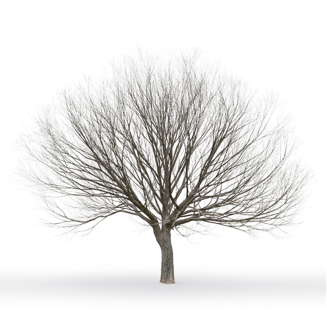 Salix Fragilis 3D Model – High Poly Tree Asset with UV Mapping - View 9