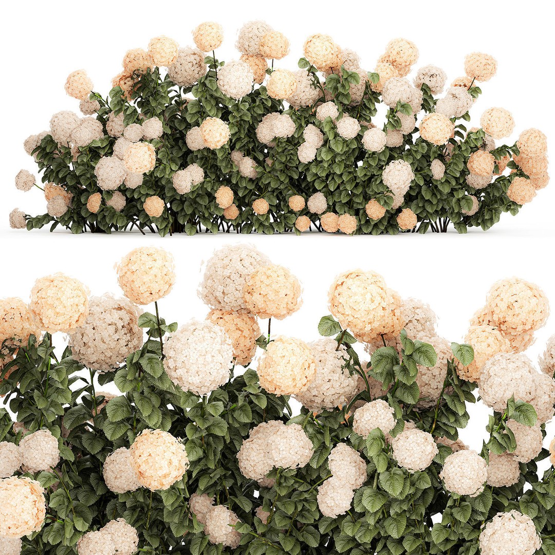 White Hydrangea 3D Model – Lush Bush for Garden Decoration, PBR - View 11