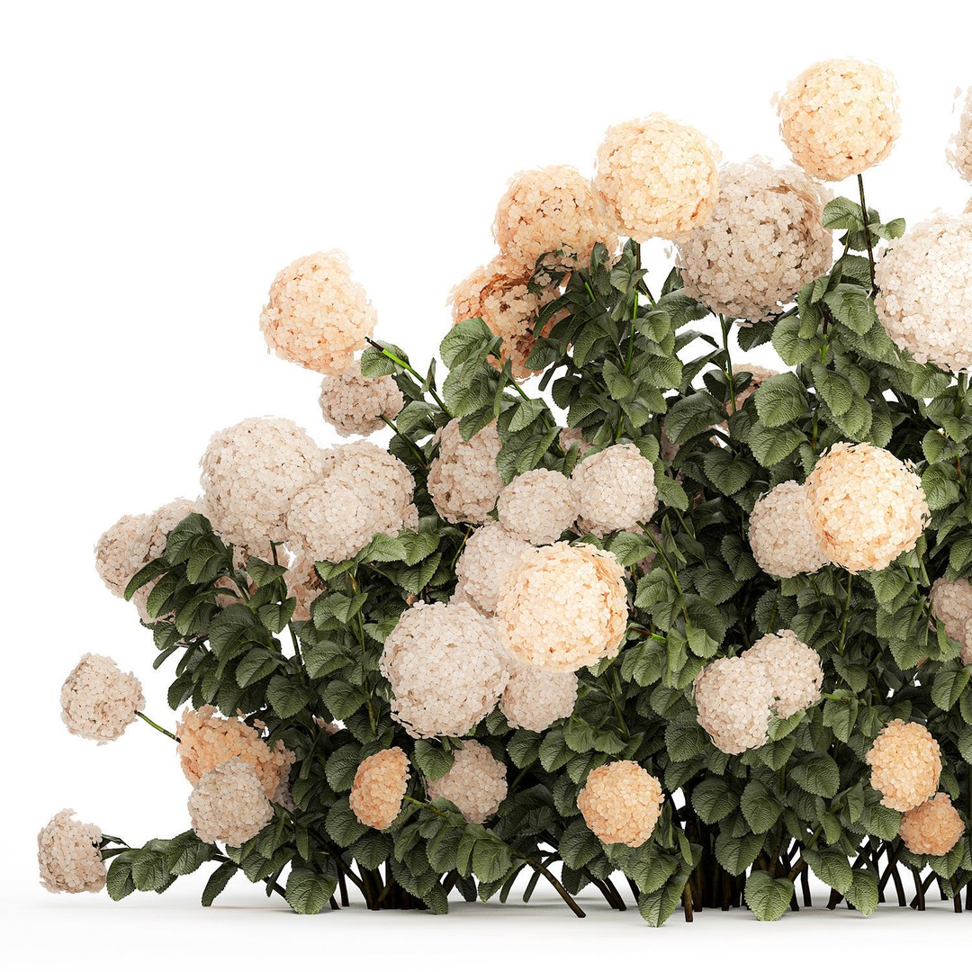White Hydrangea 3D Model – Lush Bush for Garden Decoration, PBR - View 13