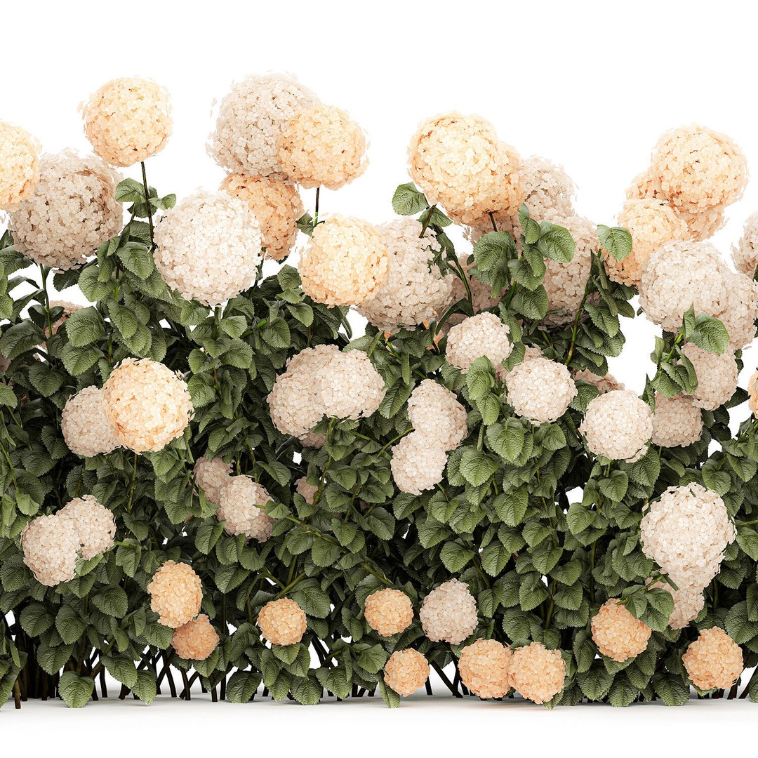 White Hydrangea 3D Model – Lush Bush for Garden Decoration, PBR - View 14