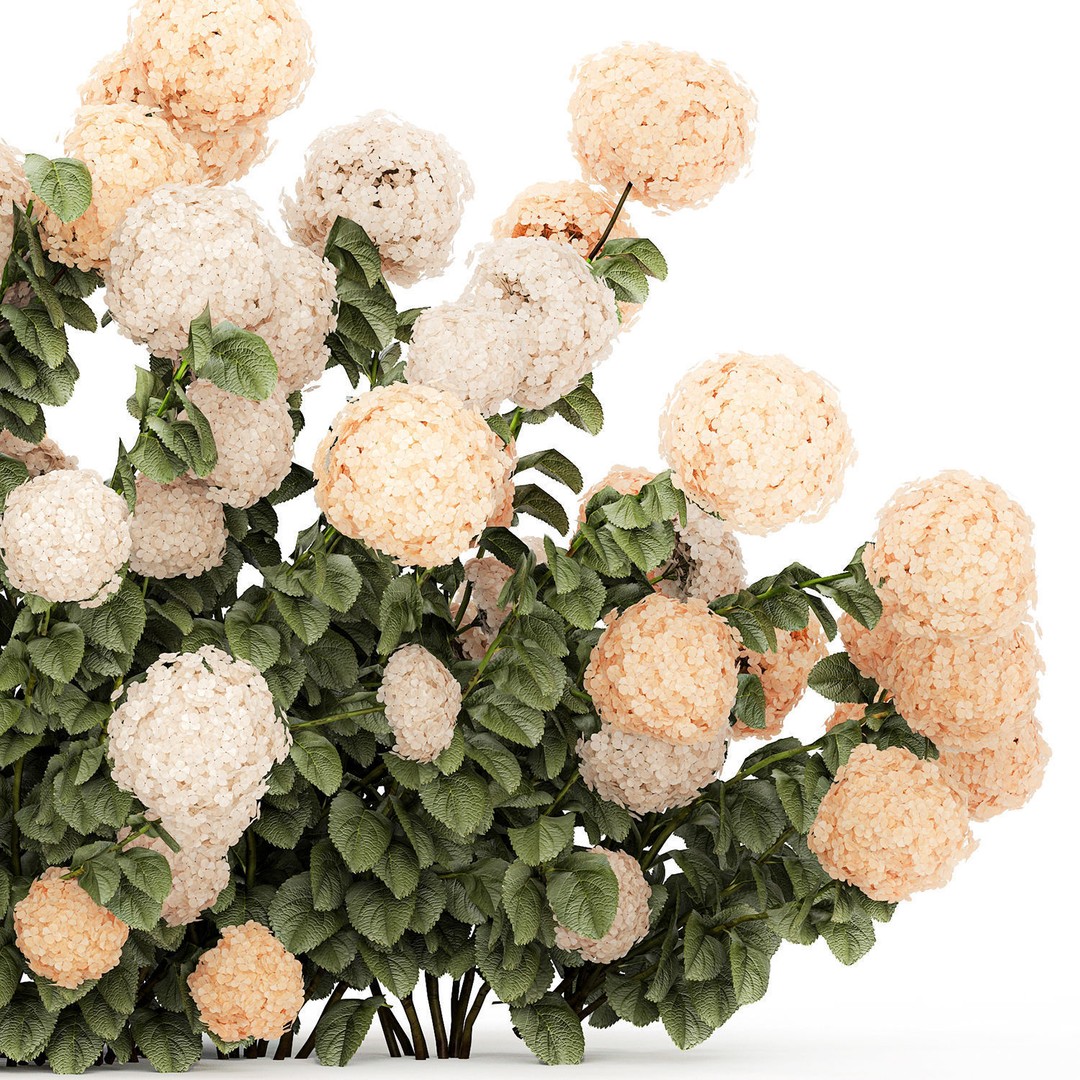 White Hydrangea 3D Model – Lush Bush for Garden Decoration, PBR - View 16