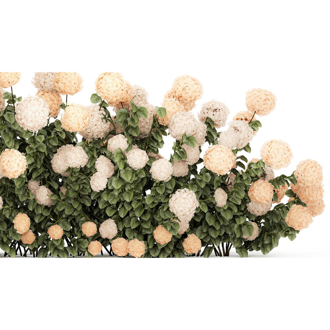 White Hydrangea 3D Model – Lush Bush for Garden Decoration, PBR - View 4