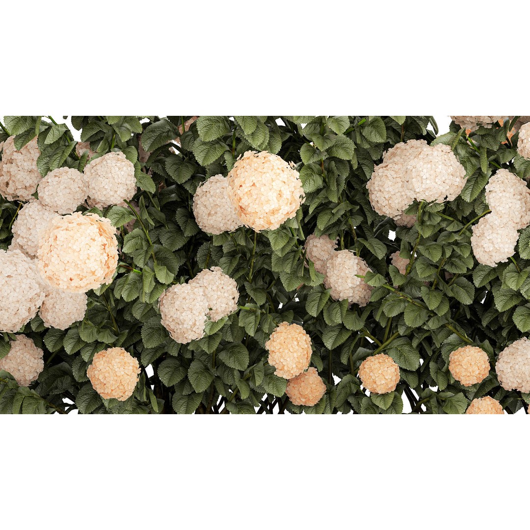 White Hydrangea 3D Model – Lush Bush for Garden Decoration, PBR - View 7