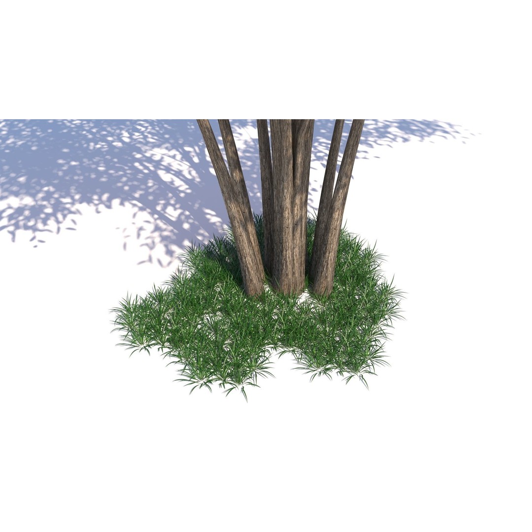 Barberri Tree 3D Model – Realistic Plant Asset, FBX, OBJ, C4D - View 11