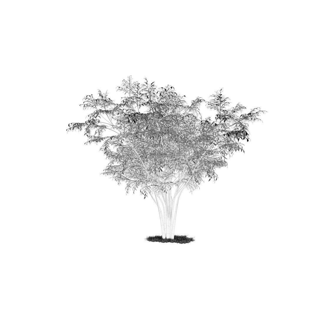 Barberri Tree 3D Model – Realistic Plant Asset, FBX, OBJ, C4D - View 13
