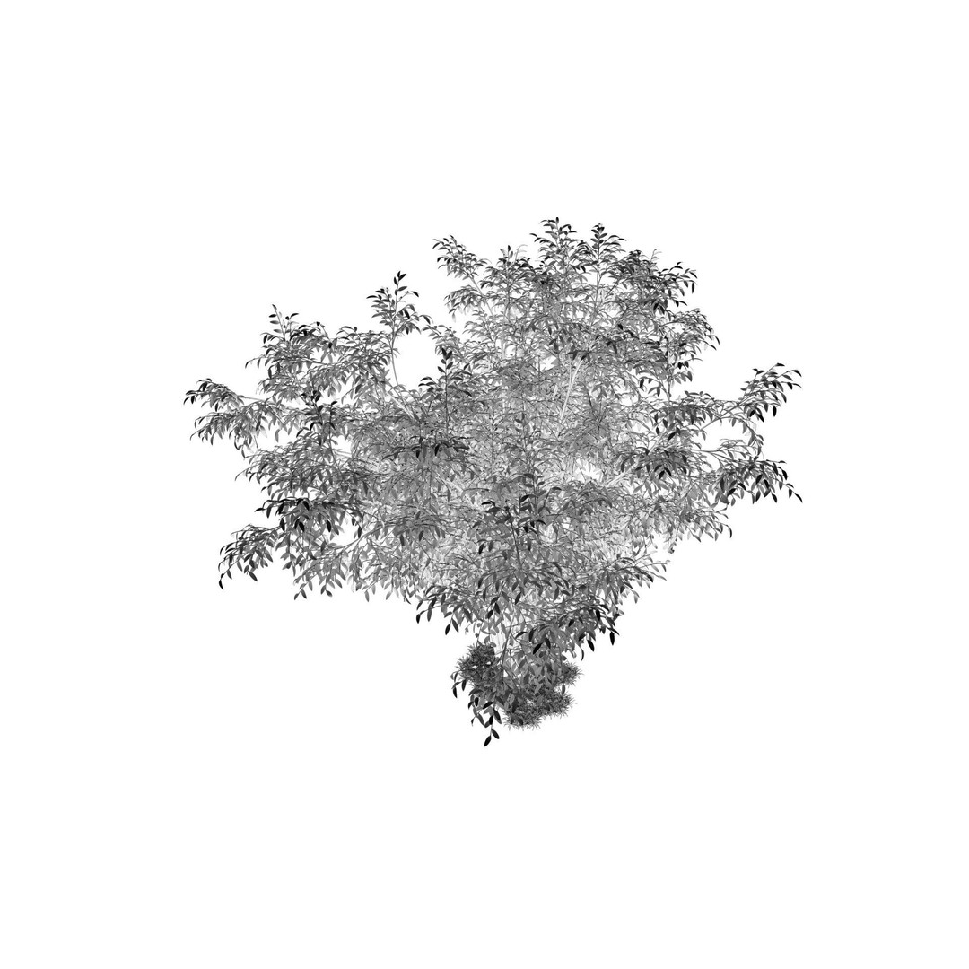Barberri Tree 3D Model – Realistic Plant Asset, FBX, OBJ, C4D - View 14
