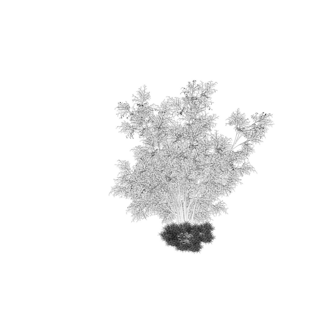 Barberri Tree 3D Model – Realistic Plant Asset, FBX, OBJ, C4D - View 15